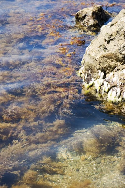 Malownicze morze wodorostów i rock — Zdjęcie stockowe
