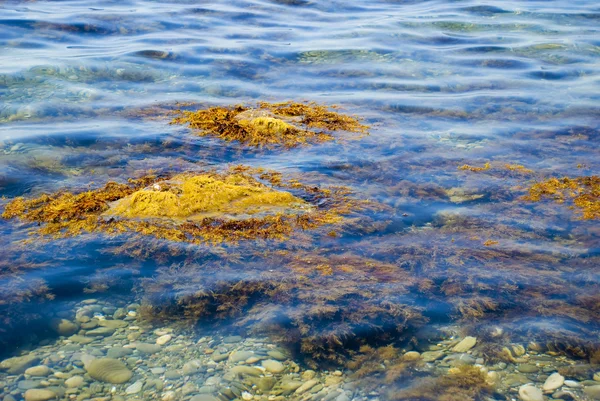 Algas marinas pintorescas —  Fotos de Stock