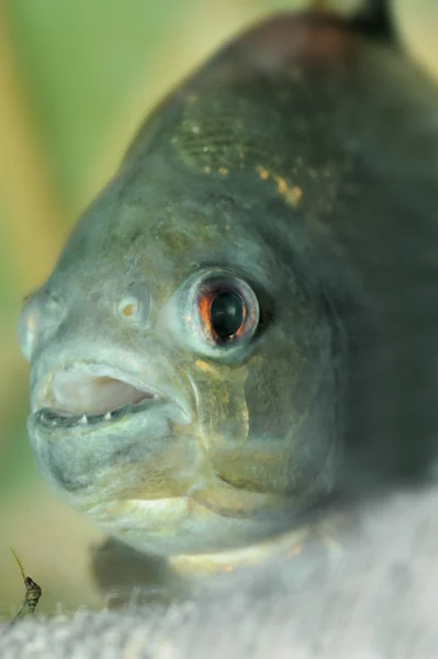 Piranha closeup — Stock fotografie