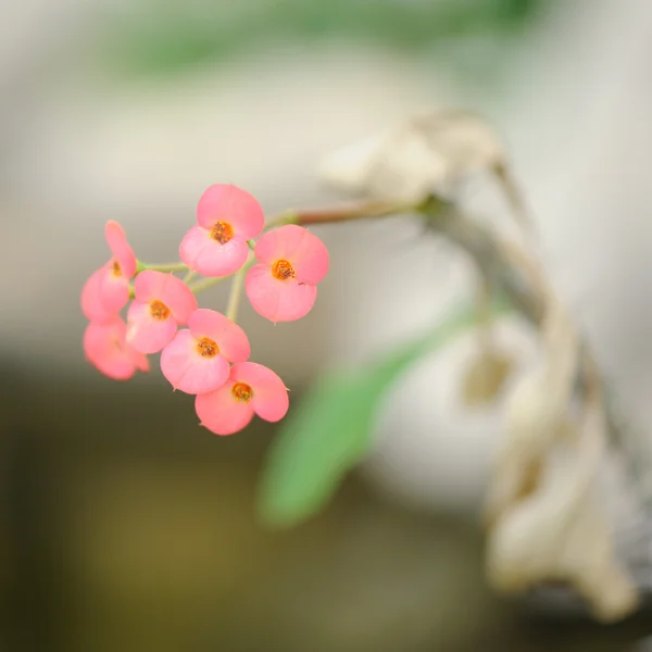 Gentle field flowers — Stock Photo, Image