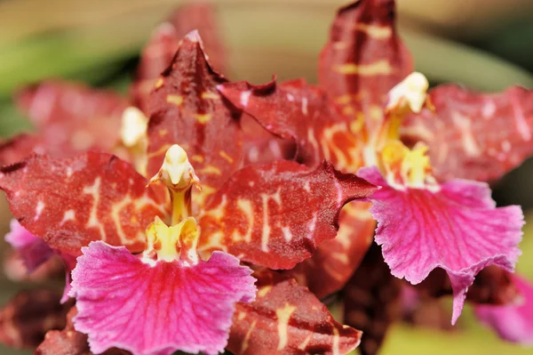 stock image Orchid red