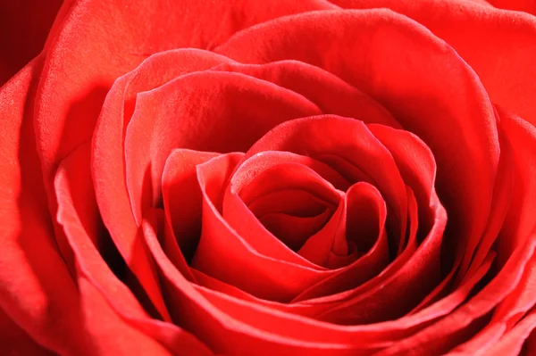 Κόκκινο τριαντάφυλλο closeup — Φωτογραφία Αρχείου