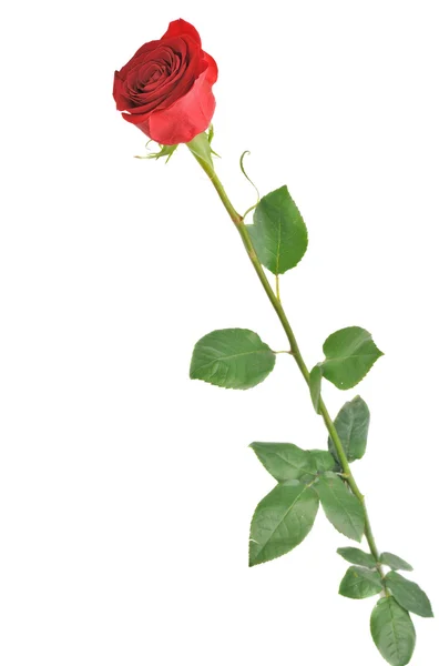 Rode roos geïsoleerd op wit — Stockfoto