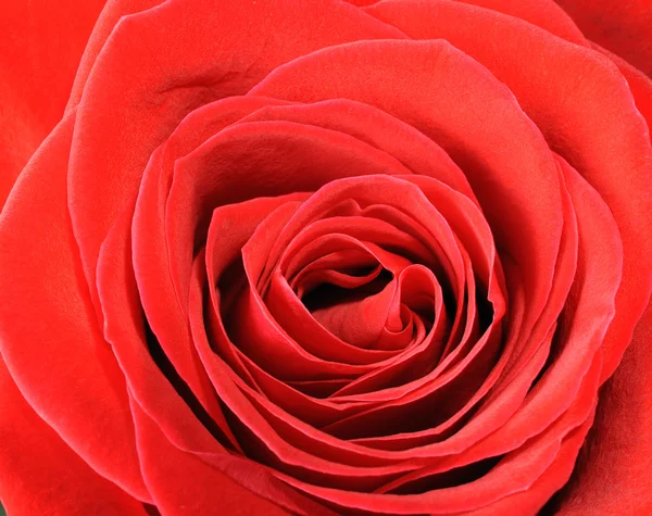 Červené růže detail — Stock fotografie