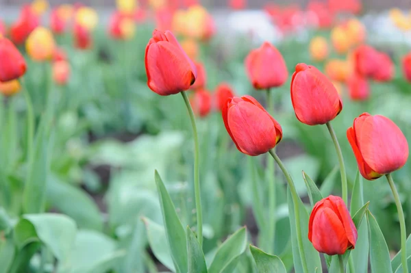 Tulipanes rojos —  Fotos de Stock