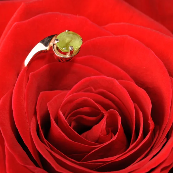 Ring in een rode roos — Stockfoto