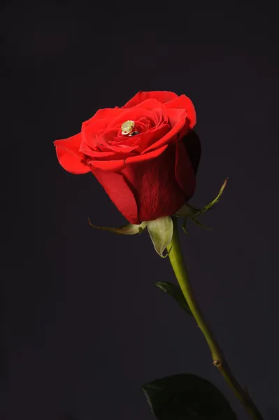 Δαχτυλίδι σε ένα κόκκινο τριαντάφυλλο wrom μαύρο φόντο — Φωτογραφία Αρχείου