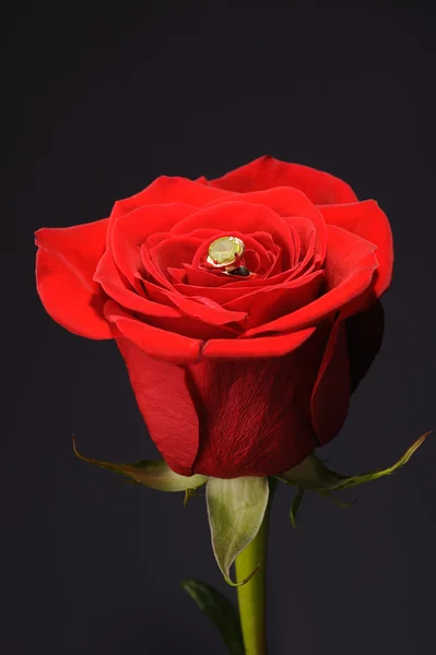 Anel em uma rosa vermelha — Fotografia de Stock