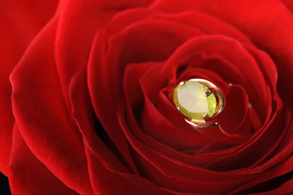 Anillo en una rosa roja —  Fotos de Stock