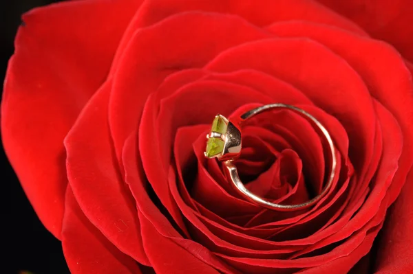Ring in a red rose — Stock Photo, Image