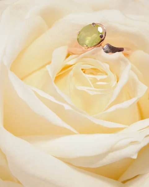 Ring in a white rose — Stock Photo, Image