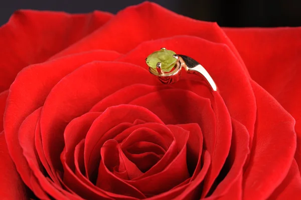 Anillo en una rosa roja — Foto de Stock