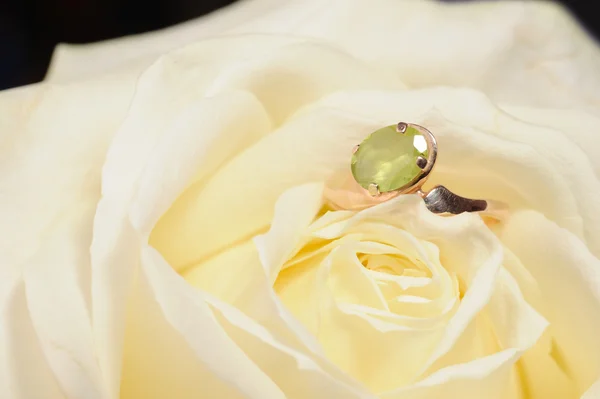 Δαχτυλίδι σε ένα λευκό τριαντάφυλλο — Φωτογραφία Αρχείου