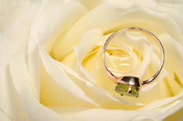 Δαχτυλίδι σε ένα λευκό τριαντάφυλλο — Φωτογραφία Αρχείου
