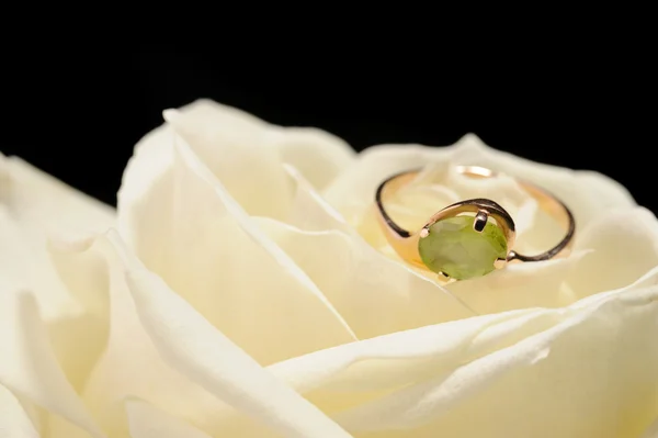 Кільце в білій троянді — стокове фото