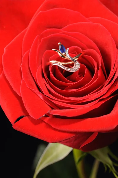 同在一朵红玫瑰蓝宝石戒指 — 图库照片