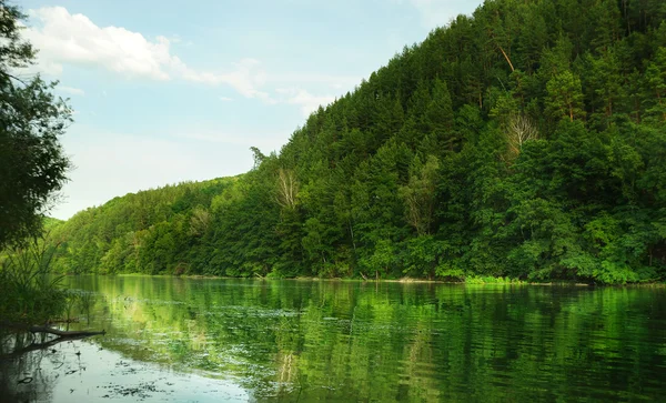 Floresta pitoresca e o rio — Fotografia de Stock