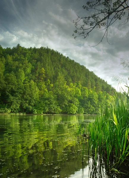 Живописный лес и река — стоковое фото