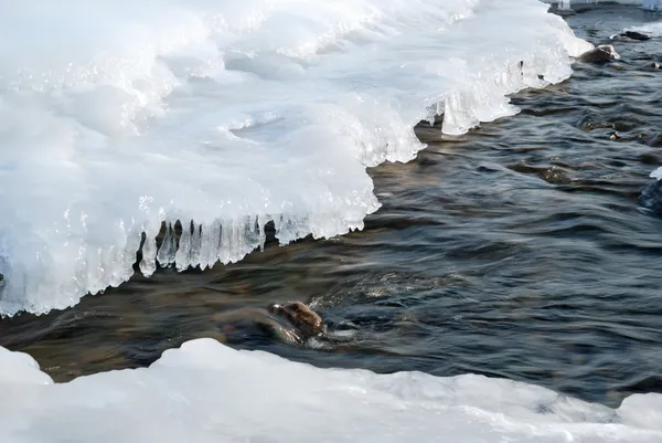 Fluss und Eis — Stockfoto