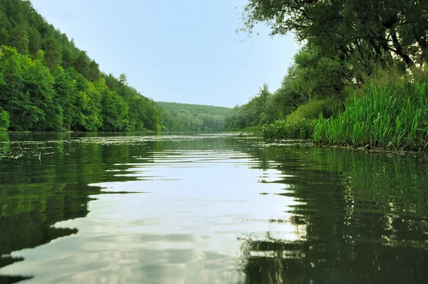 Живописный лес и река — стоковое фото
