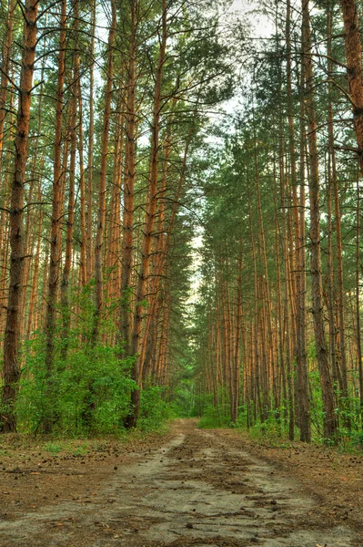 Lesní cesta — Stock fotografie
