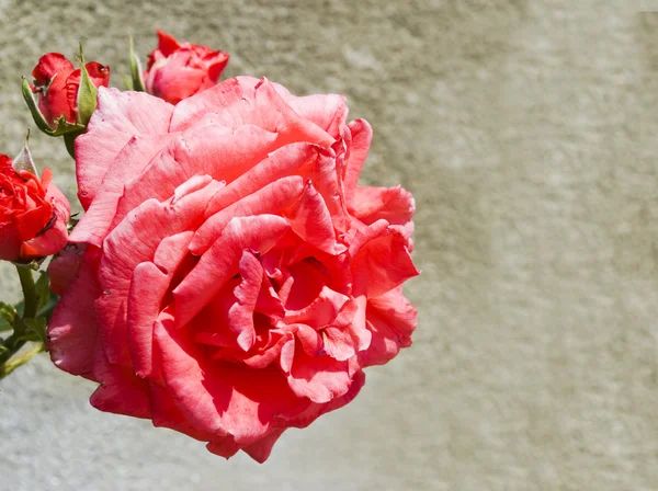 Rosa e pedra — Fotografia de Stock