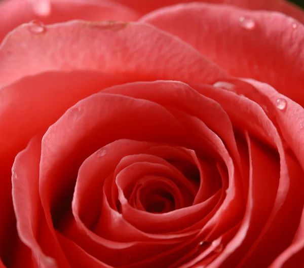 Pozadí růže — Stock fotografie