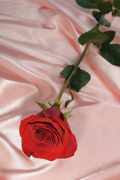 Růže na krém satén — Stock fotografie