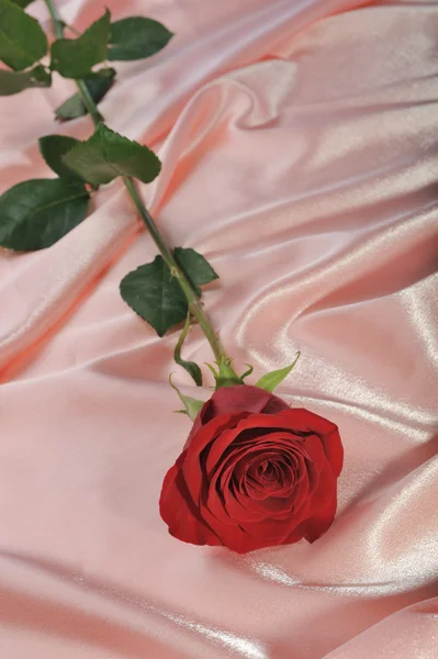 Rosa su raso crema — Foto Stock
