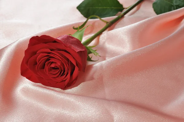 Роза на кремовом атласе — стоковое фото