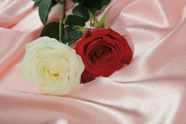 Két Rózsa, a krém szatén — Stock Fotó