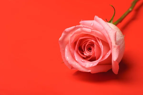 Ruusun lähikuva punaisella taustalla — kuvapankkivalokuva
