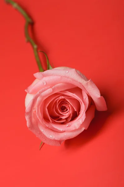 Rose primer plano en fondo rojo —  Fotos de Stock