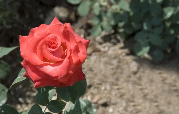 Scarlet rose — Φωτογραφία Αρχείου