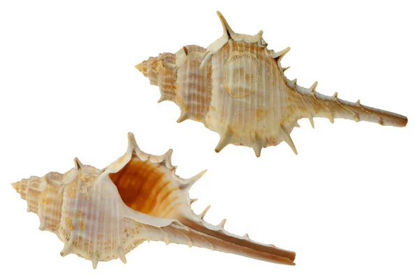 Морской коклесад — стоковое фото