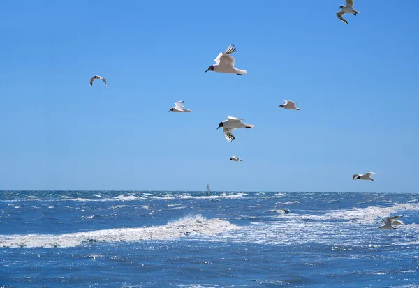 海鸥 — 图库照片