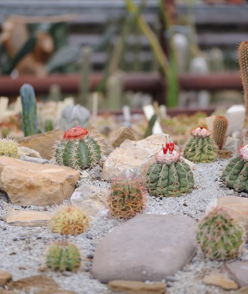 Cactus set — Stock Photo, Image