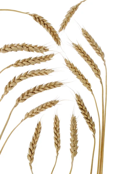 Nastavit pšenici — Stock fotografie