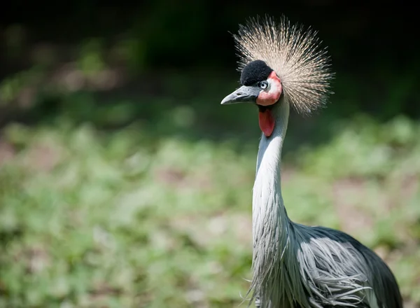 Schwarzgekrönter Kranich — Stockfoto