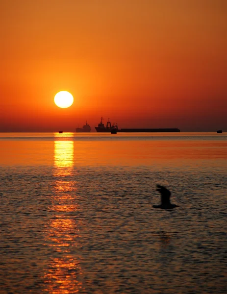 Gemi ve martı — Stok fotoğraf