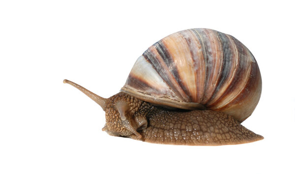 Snail isolated