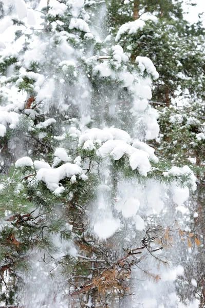 Снег на елке — стоковое фото
