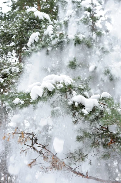 毛皮ツリー上の雪します。 — ストック写真