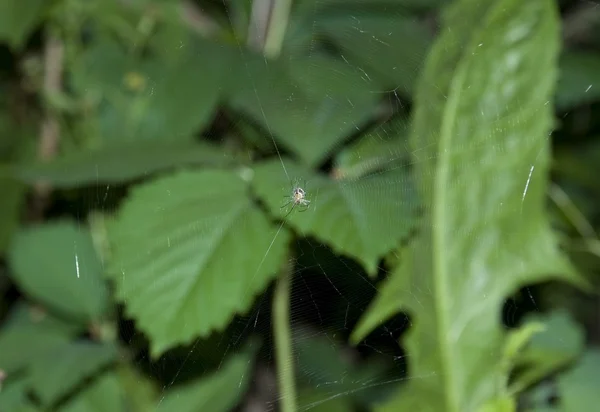 Aranha com uma teia — Fotografia de Stock