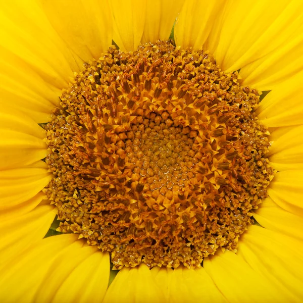 Sunflower background — Stock Photo, Image
