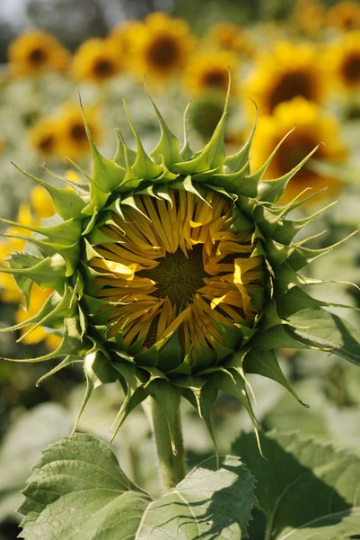 Sunflower not blooming — Stock Photo, Image