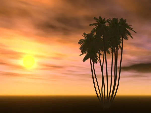 Zonsondergang en palm tree — Stockfoto