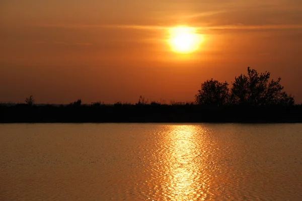 stock image Sunset and tree