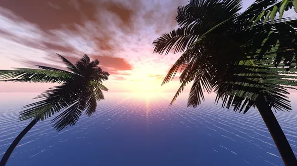La puesta del sol sobre el fondo de las ramas de las palmeras - 8 mm — Foto de Stock