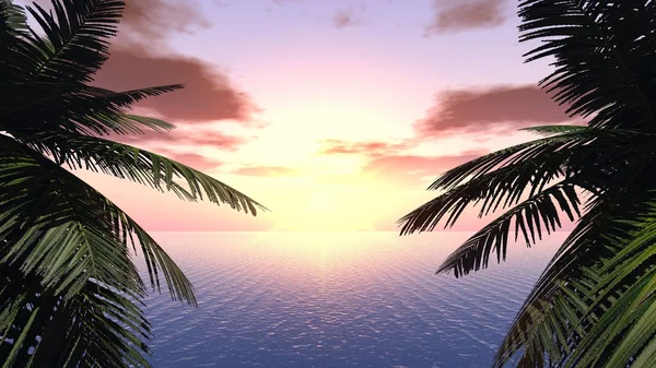Zonsondergang op een achtergrond van takken van palmbomen — Stockfoto